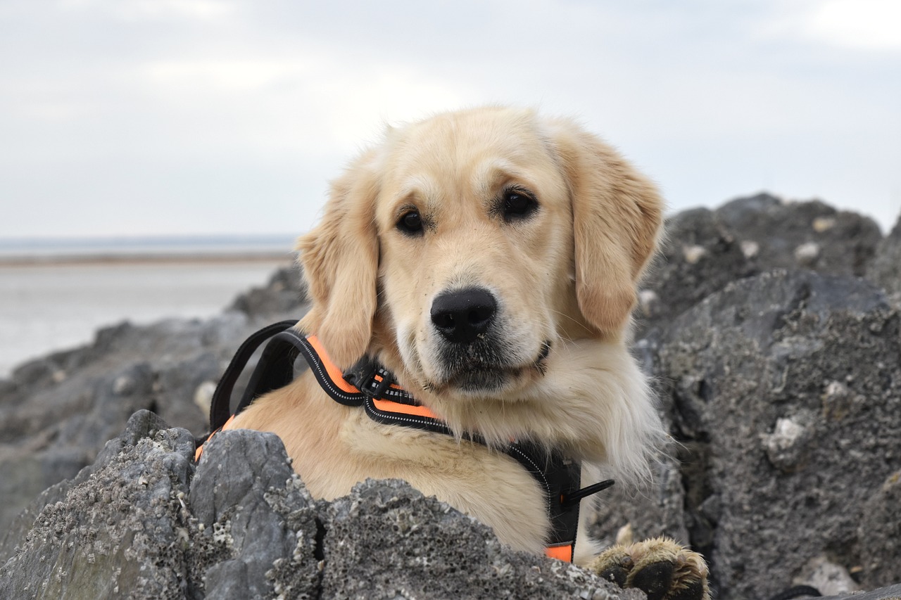 The Distinct Traits of the Nova Scotia Duck Tolling Retriever